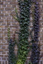 Brick wall greenery growth bunch street grass leaf violet purple Royalty Free Stock Photo