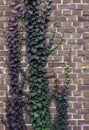 Brick wall greenery growth bunch street grass leaf violet purple Royalty Free Stock Photo