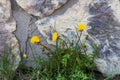 Brick wall land dandelion Royalty Free Stock Photo