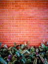 Brick wall with a littel bush tree below Royalty Free Stock Photo