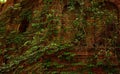 Of a brick wall with a lush green vine covering the surface of the wall