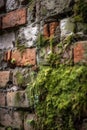 Brick wall with mold close up shot.