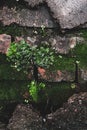 Brick wall moss and fern stones Royalty Free Stock Photo
