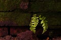 Brick wall moss and fern stones Royalty Free Stock Photo