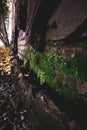 Brick wall moss and fern stones Royalty Free Stock Photo