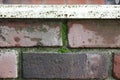 Brick wall, moss growing close-up