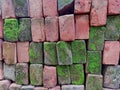 Brick wall with moss growing out of it, close up Royalty Free Stock Photo