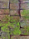 Brick wall with moss growing out of it, close up Royalty Free Stock Photo