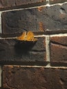 Brick Wall Moth 5