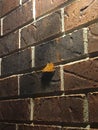 Brick Wall Moth