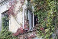 The brick wall of the old house and the open window are densely covered with twisting branches of maiden grapes and hops