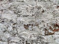 Brick wall with old white peeling plaster. Abstract Texture, background, pattern. Place for text and copy space. Vintage Royalty Free Stock Photo