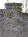 Brick Wall Pillar With Cap Moss Dicranum scoparium Mood Cap Moss and Vines and Berry