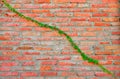 Brick Wall Plant