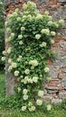 Brick wall reclaimed by climbing hydrangeas in bloom Royalty Free Stock Photo