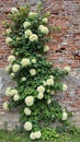 Brick wall reclaimed by climbing hydrangeas in bloom Royalty Free Stock Photo