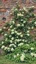 Brick wall reclaimed by climbing hydrangeas in bloom Royalty Free Stock Photo