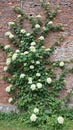 Brick wall reclaimed by climbing hydrangeas in bloom Royalty Free Stock Photo