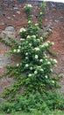 Brick wall reclaimed by climbing hydrangeas in bloom Royalty Free Stock Photo