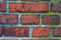 Brick wall in red color, old wall texture background with green moss. Royalty Free Stock Photo