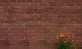 Brick wall of red color with orange daisy flower, English Vintage Texture of old dark brown wall wide panoramic background Royalty Free Stock Photo