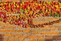 Autumn background. Brick wall and reddened ivy. Colored leaves in the sunset light Royalty Free Stock Photo