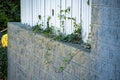 Brick wall selective focus with parasitic vine on white picket fence in yard of house or home in suburban neighborhood Royalty Free Stock Photo