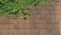 Brick wall with small fern leaves natural background Royalty Free Stock Photo