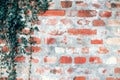 Brick wall texture with fresh green ivy. Royalty Free Stock Photo