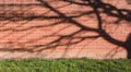 Brick wall textured with shadow of branches tree and lawn grass floor on Spring, Surface Red or Dark Brown block wall with light Royalty Free Stock Photo