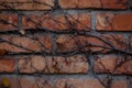 Brick wall twines with dries ivy Royalty Free Stock Photo