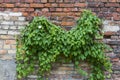 Brick wall with wild creeping ivy hedera leaves and lonely white blossoming flower Royalty Free Stock Photo