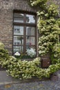 brick wall with windows and flower boxes with flowering plants, Wachtendonk Royalty Free Stock Photo