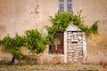Bricked door grown with wild grape plant