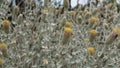 BRICKELLIA INCANA BLOOM - JOSHUA TREE NP - 060620 V A