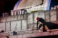 A bricklayer worker erects a wall on the construction of a multi-storey building Royalty Free Stock Photo