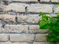 Bricks wall texture background photo and vector Royalty Free Stock Photo