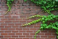 Japanese creeper growing on brickwall