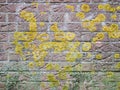 Brickwall with lichen Royalty Free Stock Photo