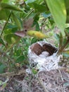 Brid, egg, nest, bird nest, tree nest Royalty Free Stock Photo