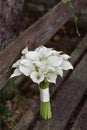 Bridal bouquet of white calla lily. Wedding minimalist flowers. Wedding bouquet. Royalty Free Stock Photo