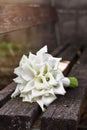 Bridal bouquet of white calla lily. Wedding minimalist flowers. Wedding bouquet Royalty Free Stock Photo