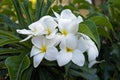 Bridal bouquet or Wild frangipani, Plumeria pudica, Rio