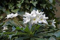 Bridal bouquet or Wild frangipani, Plumeria pudica, Rio de Janeiro