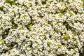 Bridal Wreath Spiraea Flowering Shrub