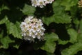 Bridal Wreath Vanhoutte Spirea blossom in spring