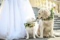 Bride and adorable dogs wearing wreathes made of beautiful flowers outdoors, closeup