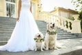 Bride and adorable dogs wearing wreathes made of beautiful flowers outdoors, closeup