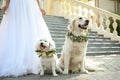 Bride and adorable dogs wearing wreathes made of beautiful flowers outdoors, closeup