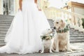 Bride and adorable dogs wearing wreathes made of beautiful flowers outdoors, closeup